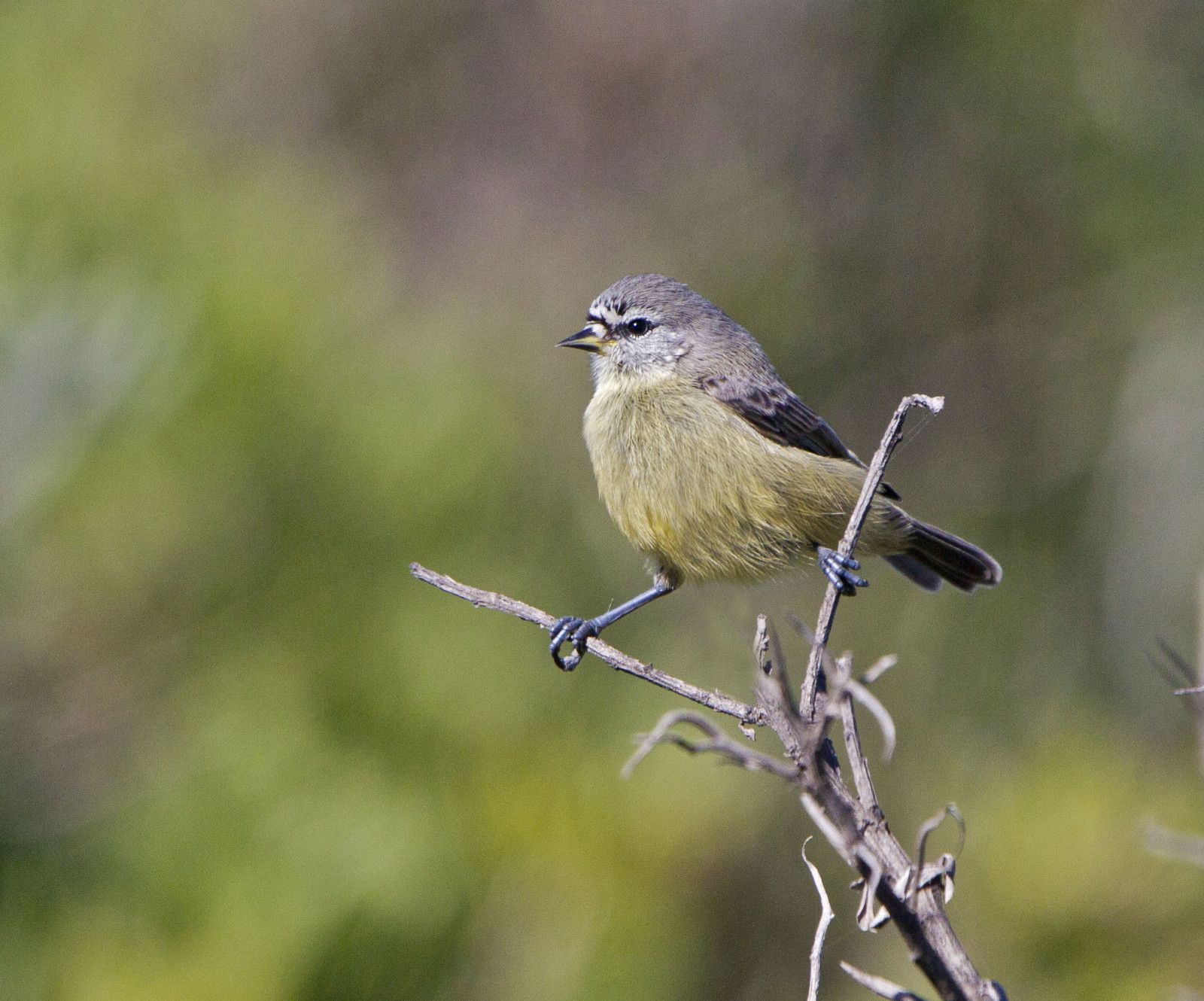image Cape Penduline-Tit